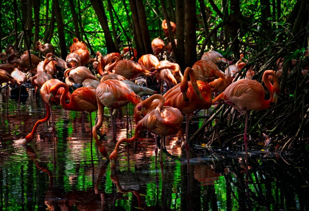 Colombia: Cartagena: Aviary Tour — Medical Tourism Package in Colombia