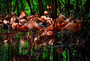 Colombia: Cartagena: Aviary Tour in Colombia