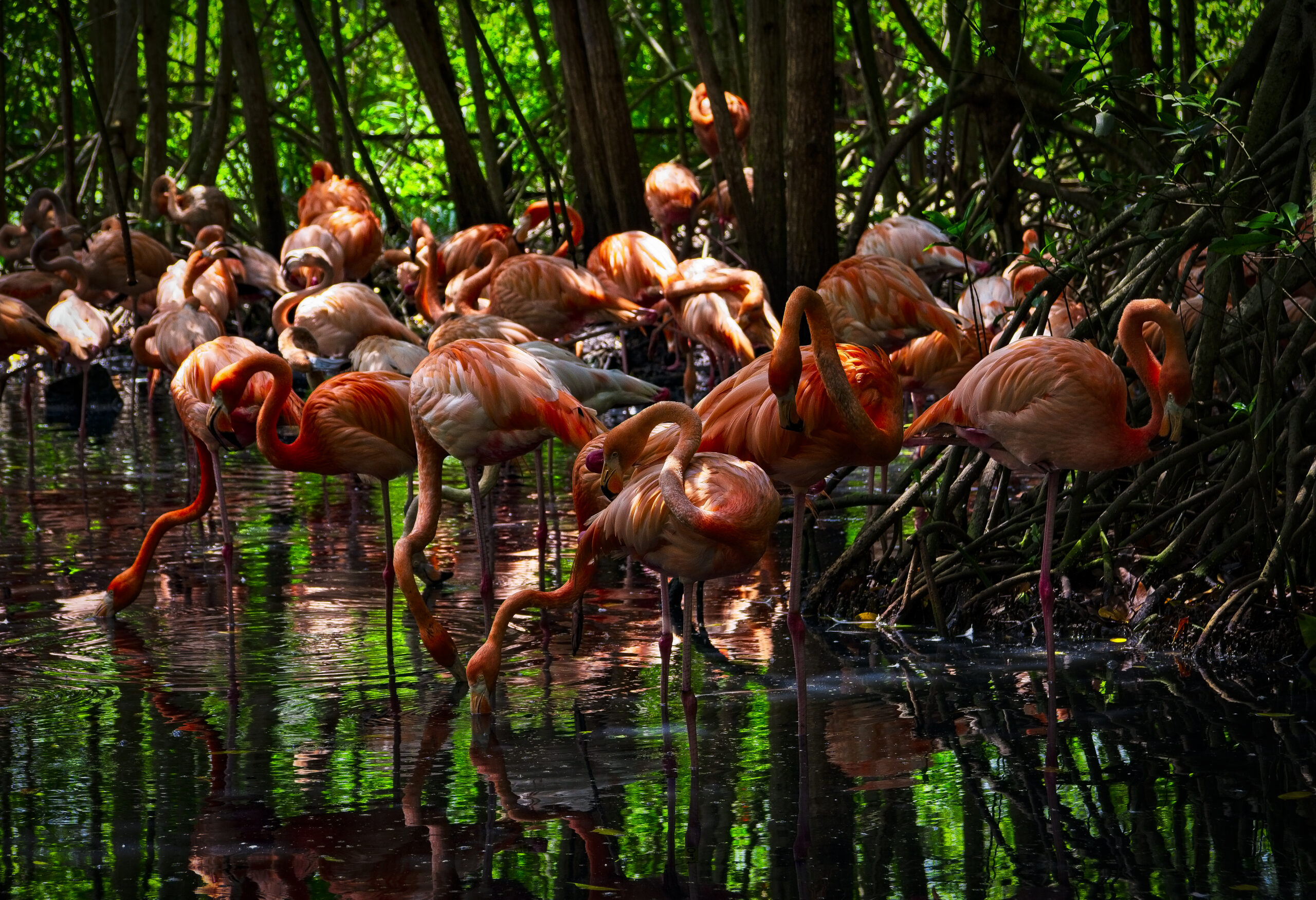 Colombia: Cartagena: Aviary Tour — Medical Tourism Package in Colombia