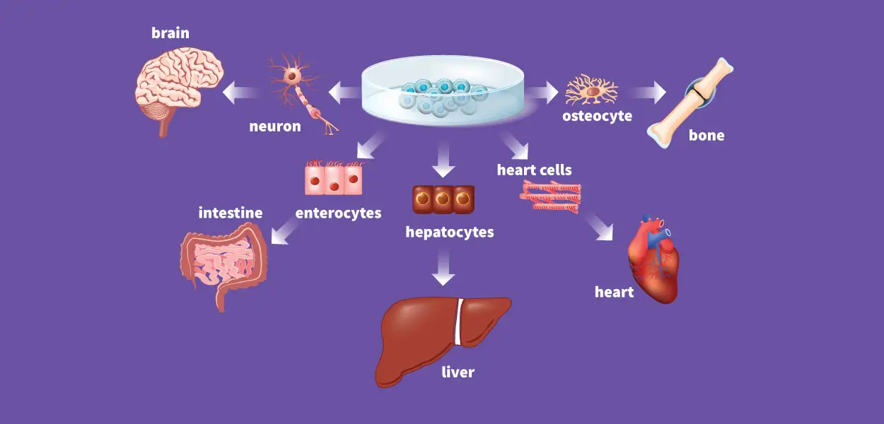 Infertility Treatment with Stem Cells in Malacky, Slovakia by CellCenter Slovakia — Procedure Gallery Photo