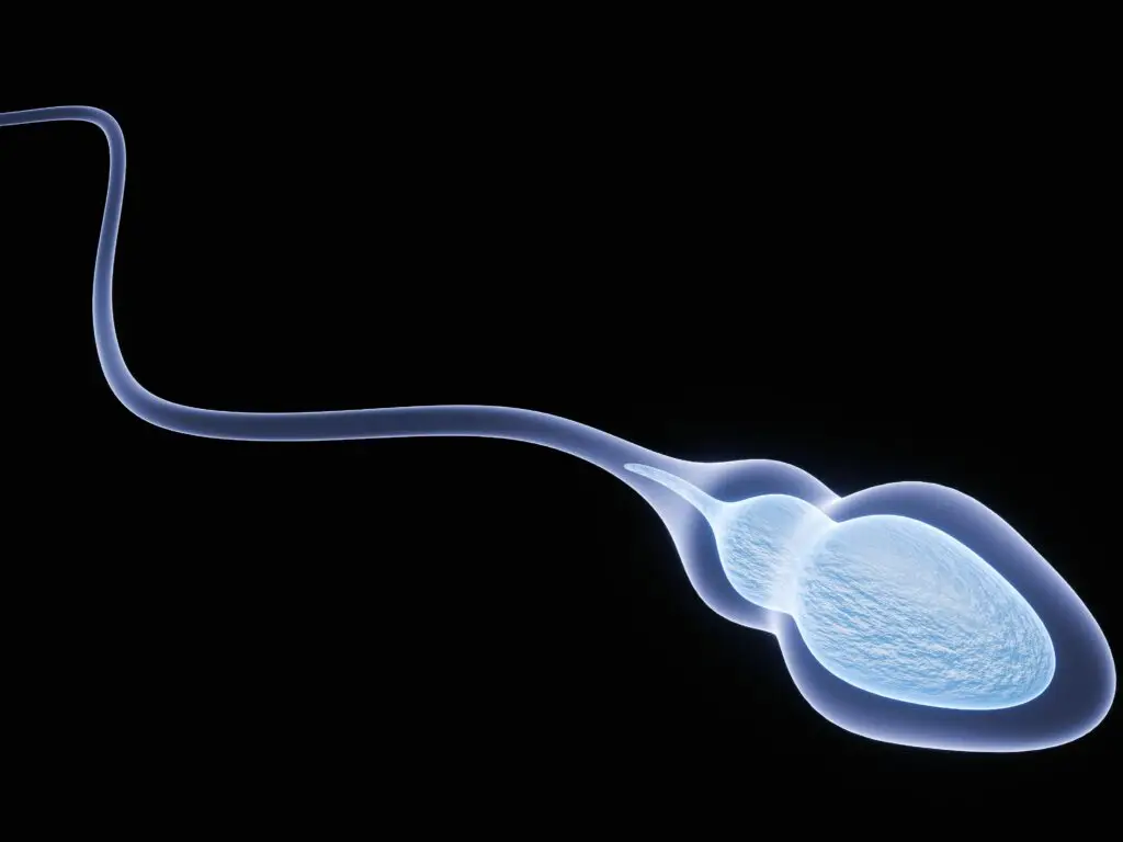 Sperm Freezing in Famagusta, Cyprus by Cyprus IVF Hospital — Fertility Procedure in Cyprus